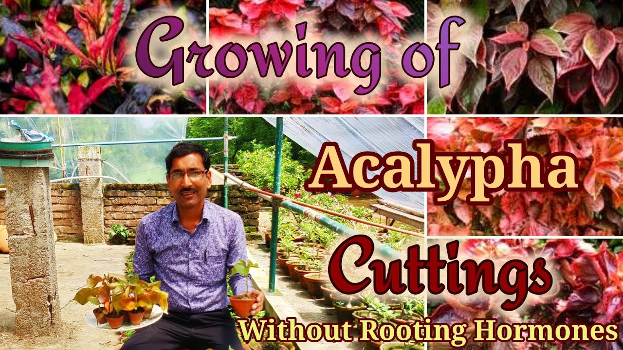 Grow Acalypha Cuttings Without using Rooting Hormone Powder