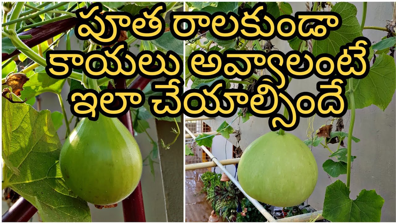 How to hand pollinate gourds? పిందెలనీ రాలిపోకుండా కాయలు గా మారాలంటే ఇలా చేయండి... #handpollination