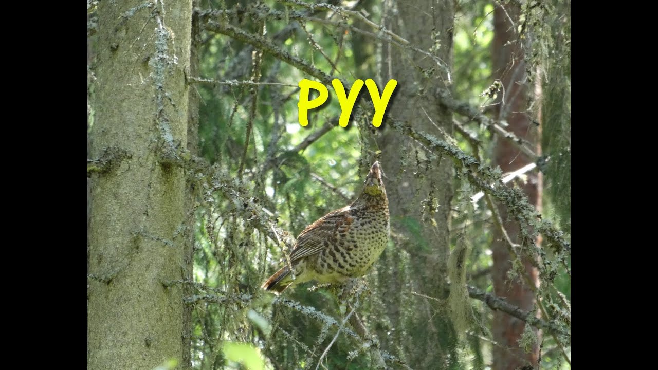 Pyy