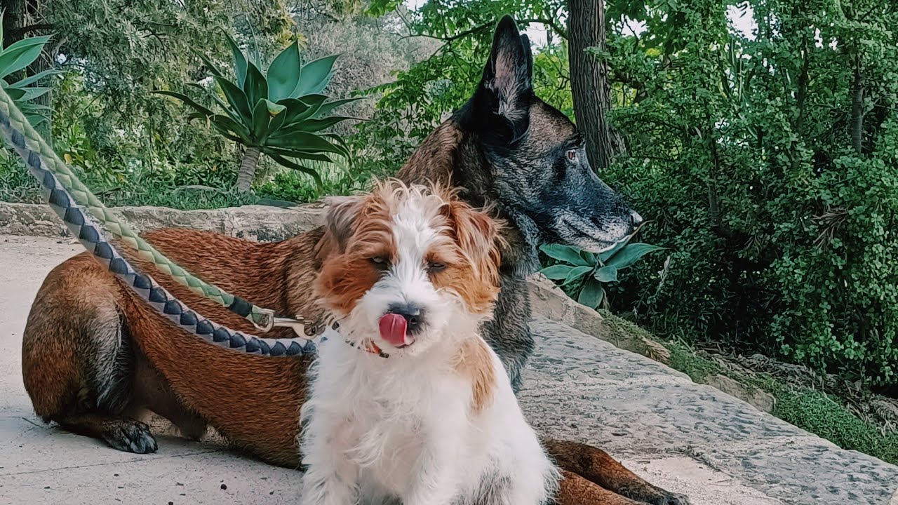 Best Place To Go In Barcelona with your Dog