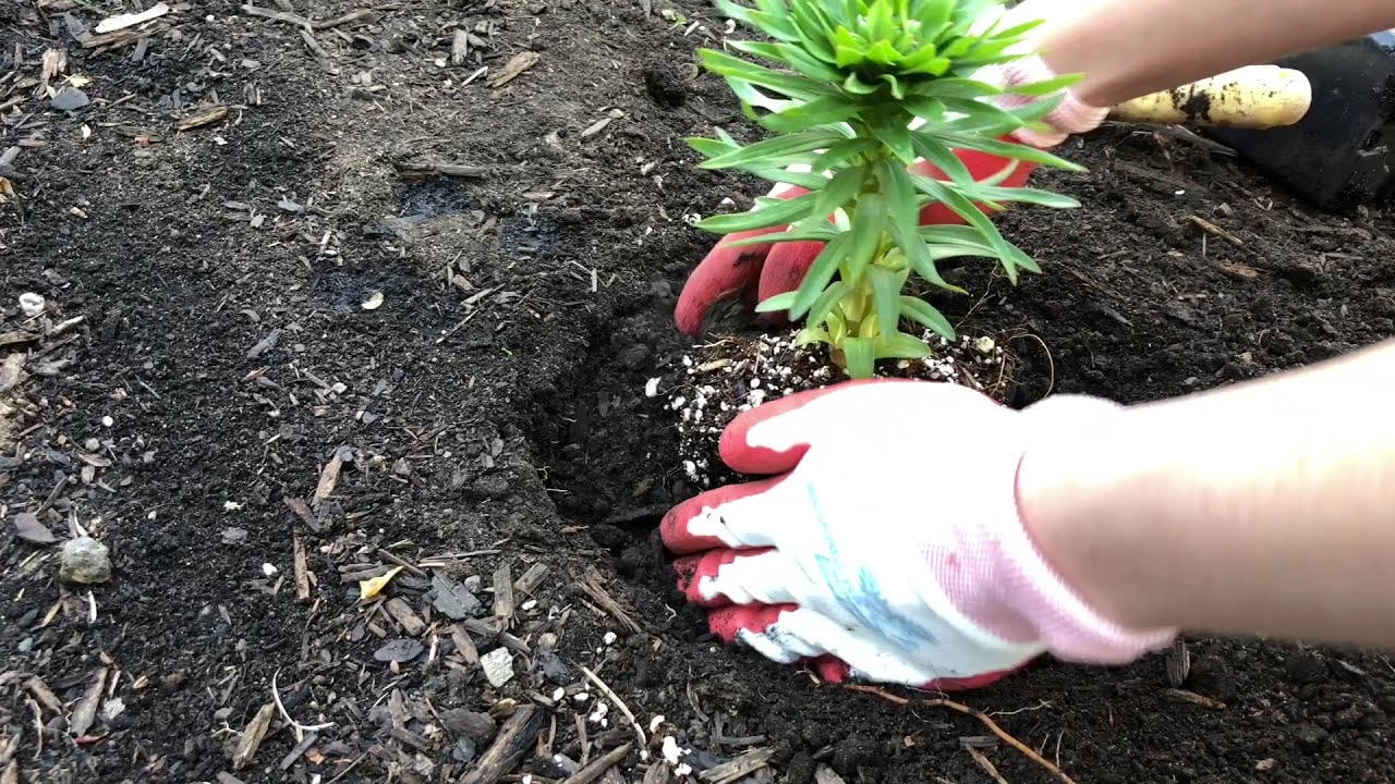 Planting lilies in the flower garden