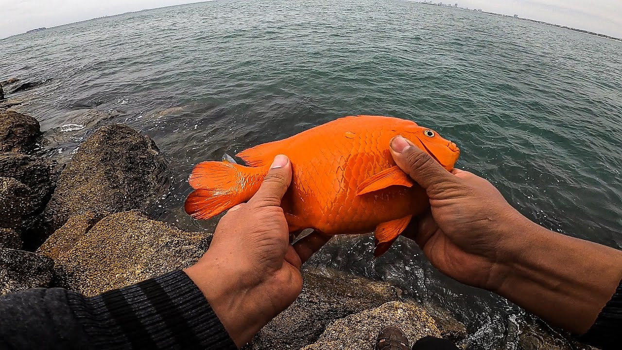 Long Beach Low tide Jetty fishing 72nd Place Catching Garibaldi