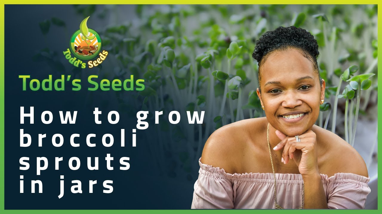 How to Grow Broccoli Sprouts in Jars