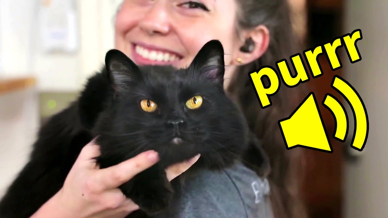 The Supurrvisor purring caught on mic