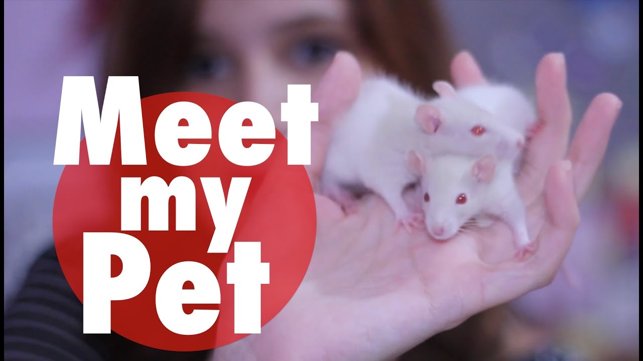 Meet my pet! - My rats - Dicas de Inglês