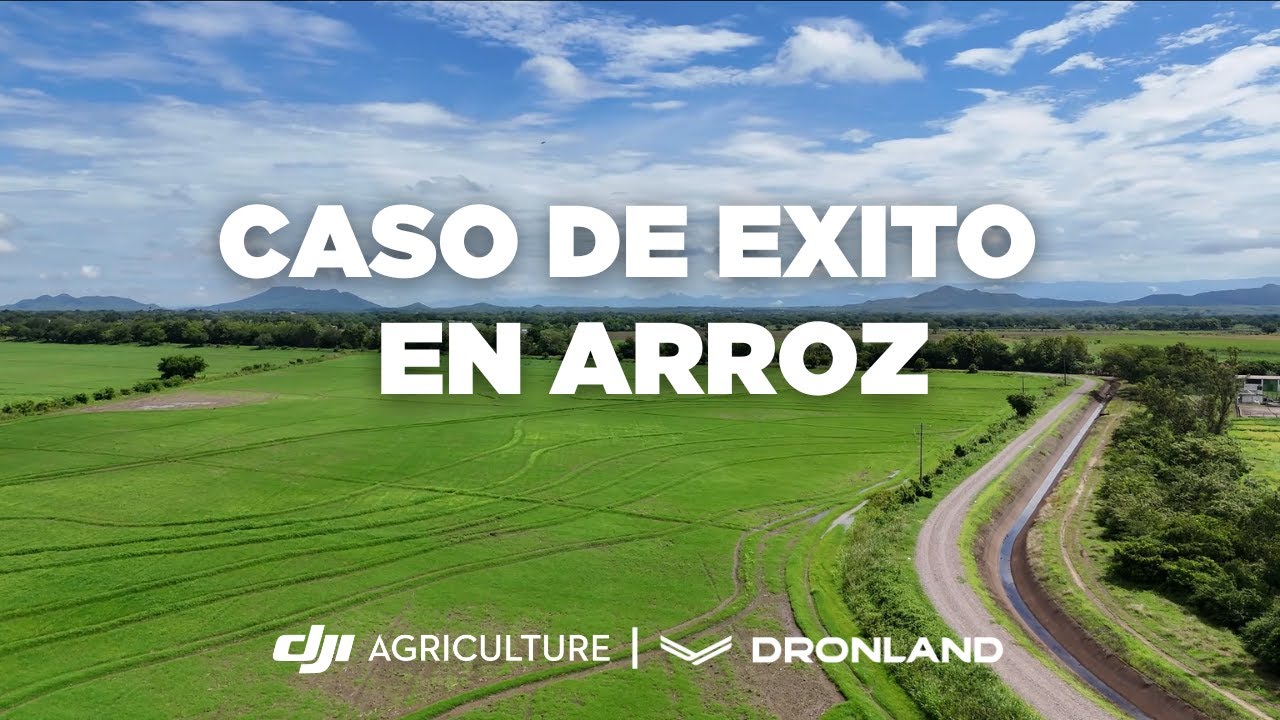 CULTIVO DE ARROZ CON DRON