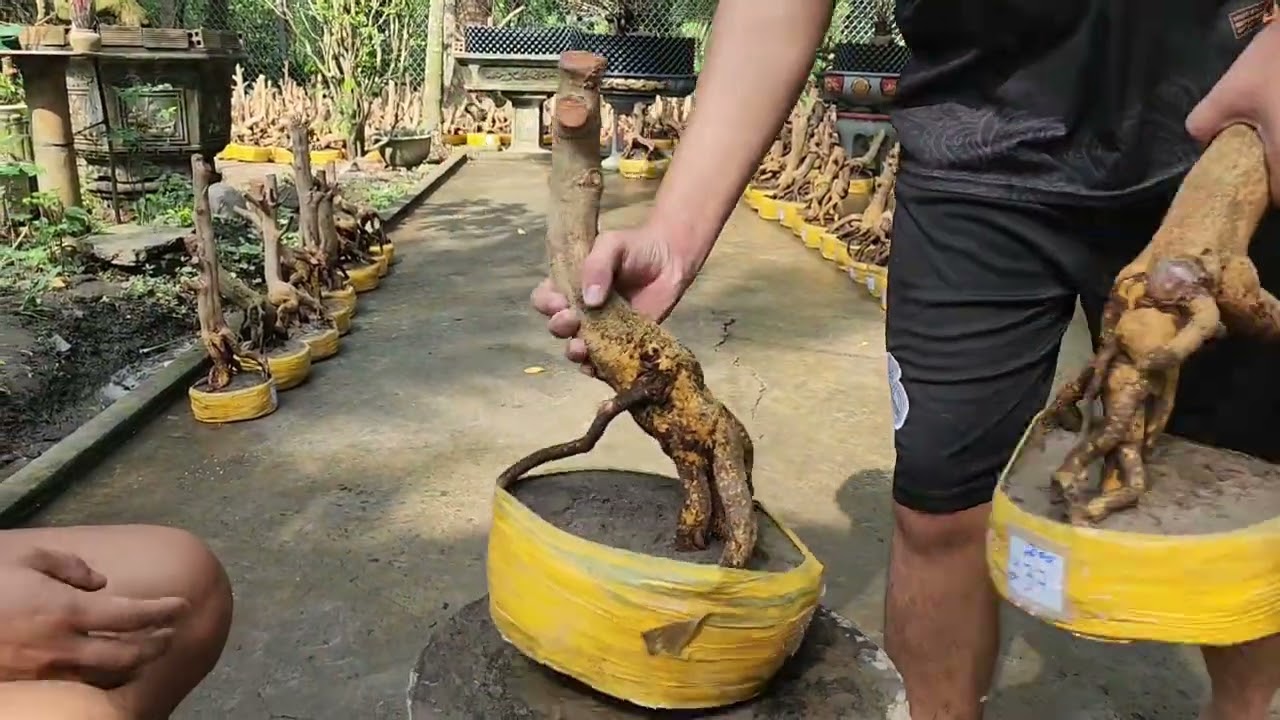 Mùng 4 tết Tiến 0363351836 mai phôi bonsai đế thú víp giá rẻ