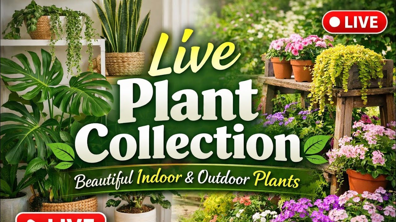 Live Plant Collection 🌿 | Beautiful Indoor & Outdoor Plants part 2