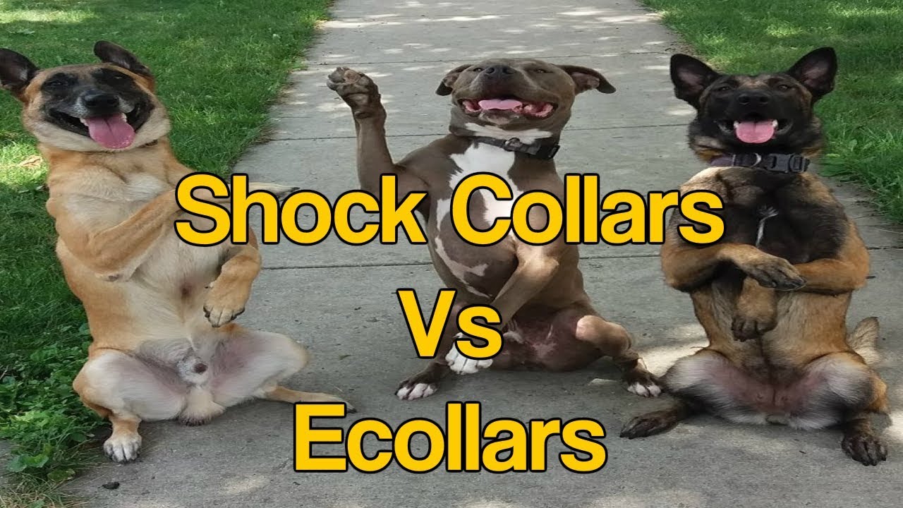 Shock Collars Vs E-collars- The right way vs wrong way