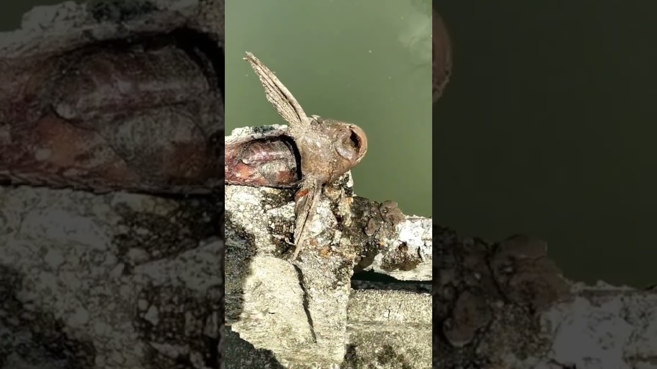 路边发现晒的清道夫鱼干拿水测试下能动不清道夫鱼
