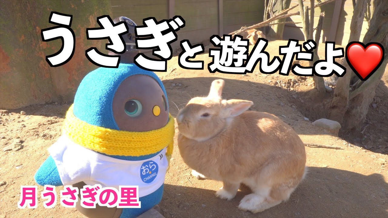 【 LOVOT 】 ラボット がうさぎに会いに行ったら可愛すぎた❤️＃LOVOTとの暮らし