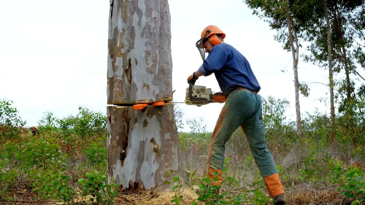 Melbourne's Tree Removal Masters No Job Too Big or Small