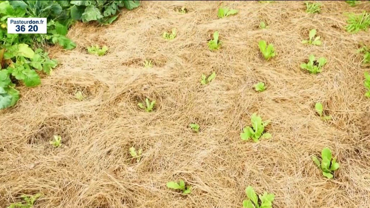 Jardin - Le potager du « paresseux »