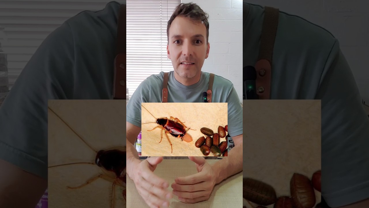 C&oacute;mo Usar &Aacute;cido B&oacute;rico para Eliminar Cucarachas de Forma Efectiva 🪳✨