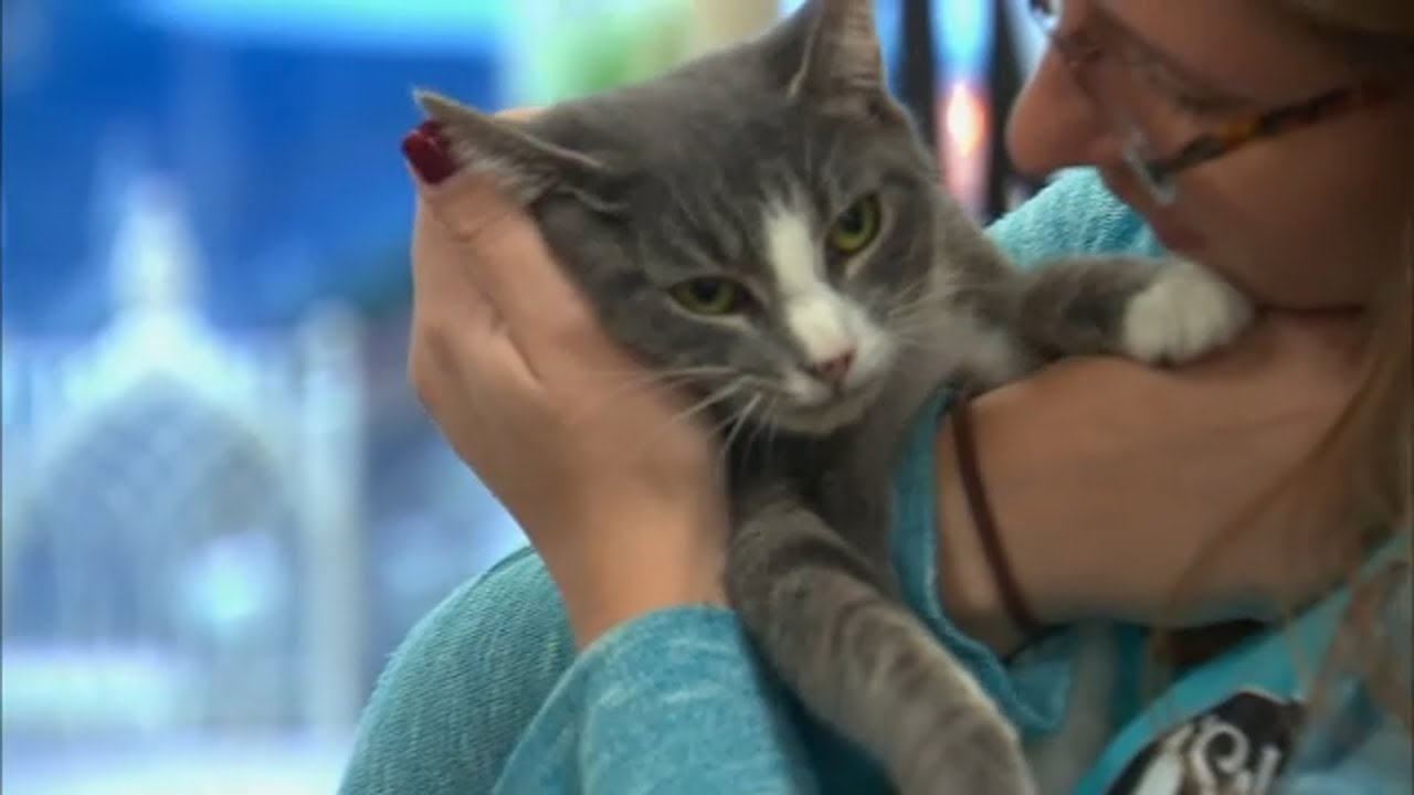 Woman inspired by cat's death creates Long Island's 1st cat cafe