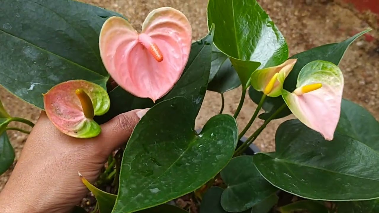 ඔන්න කැමති සෙට් එකක් තෝරලා ගන්න.පැල බෝ කරන අයට සුපිරිම වාසියක් ගෙනාවා.ව්‍යාපෘතියක් කරන්නත් පුළුවන් 
