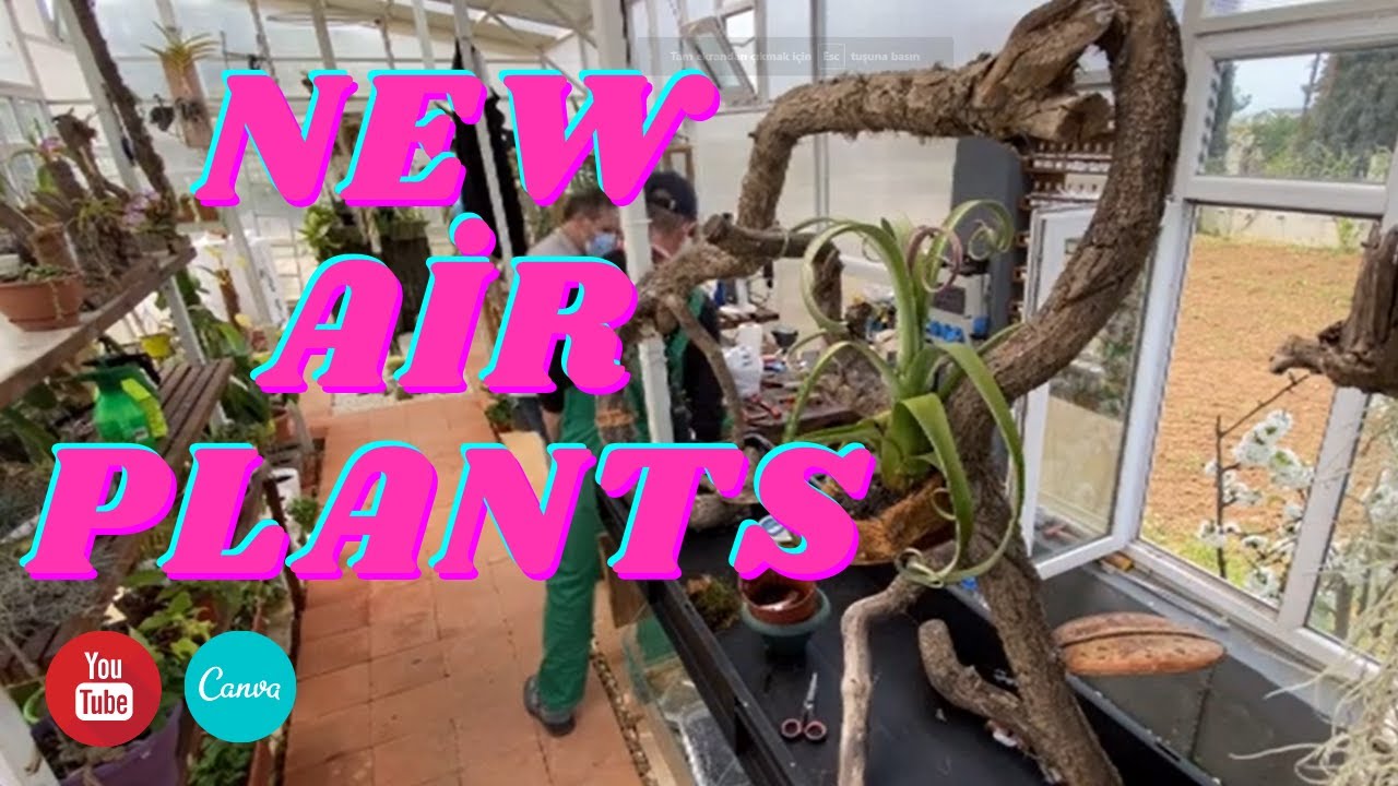 Air Plants - AİR Plant Hobby