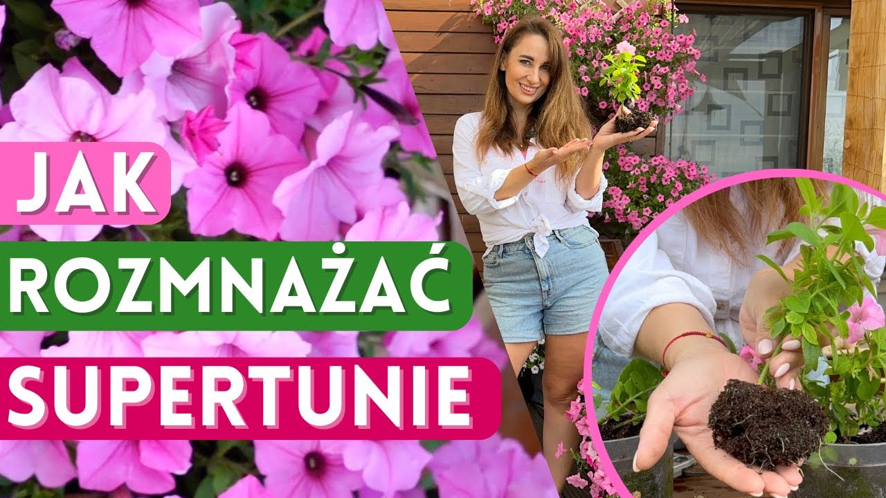 Jak rozmnażać Supertunie? Ukorzenienie Supertuni w 10 dni!