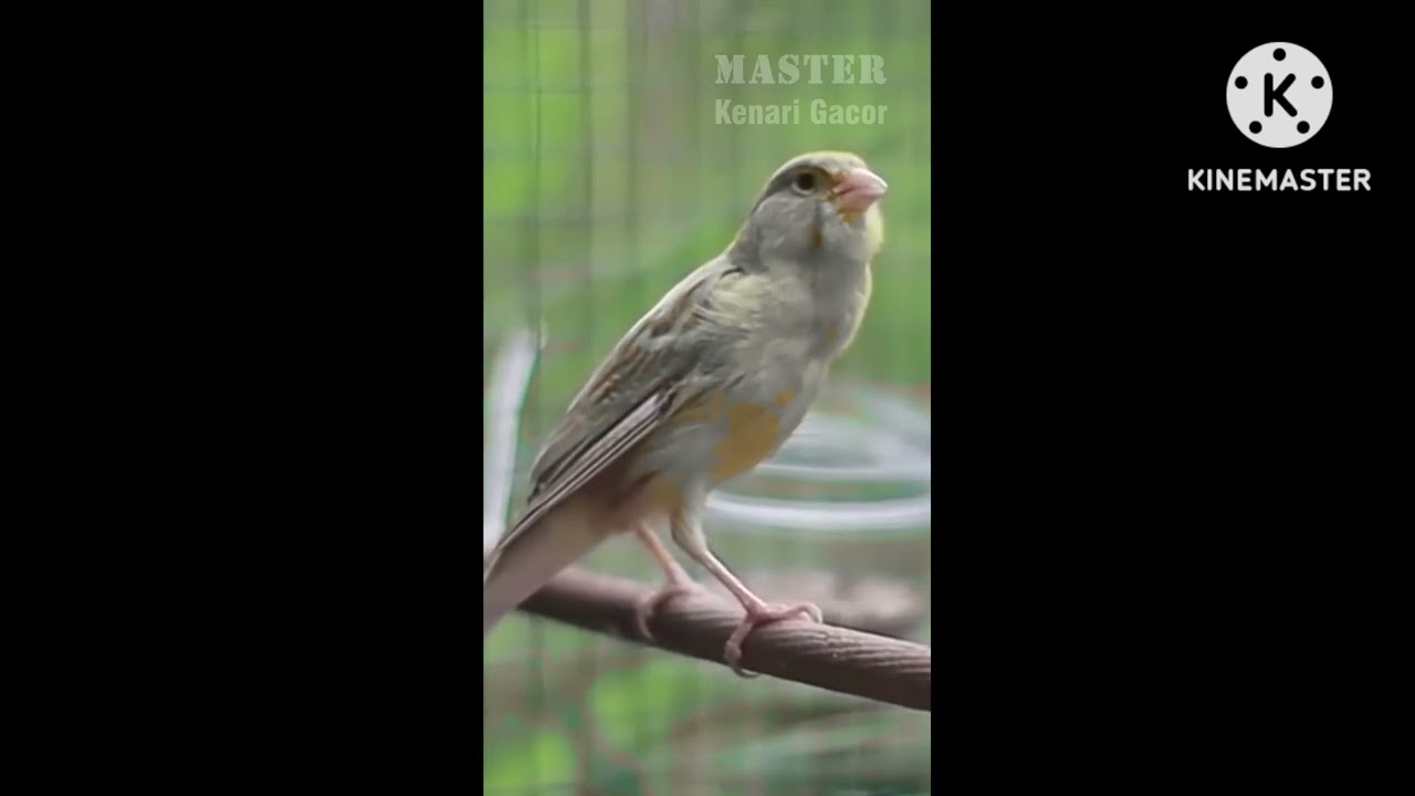 masteran