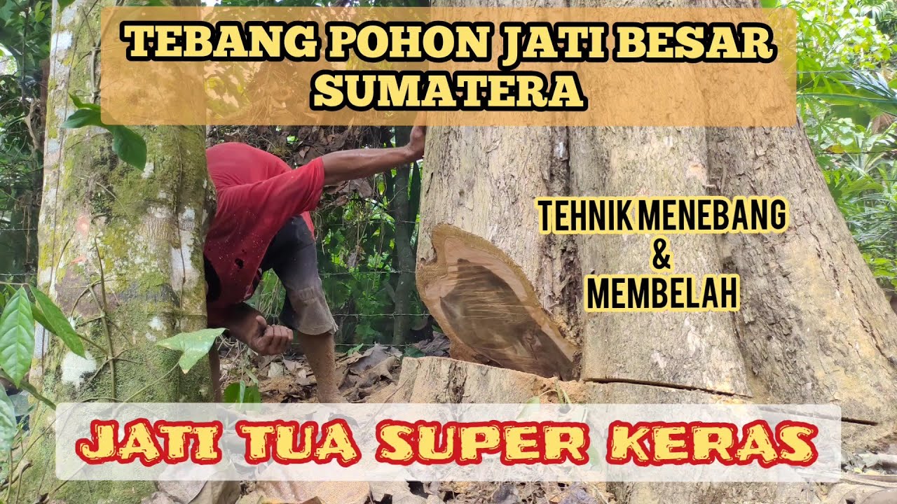 Tebang Pohon jati besar Di sumatera berumur puluhan tahun