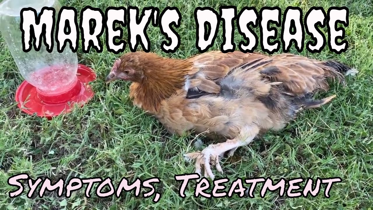 Marek's Disease in a chicken. What are symptoms?