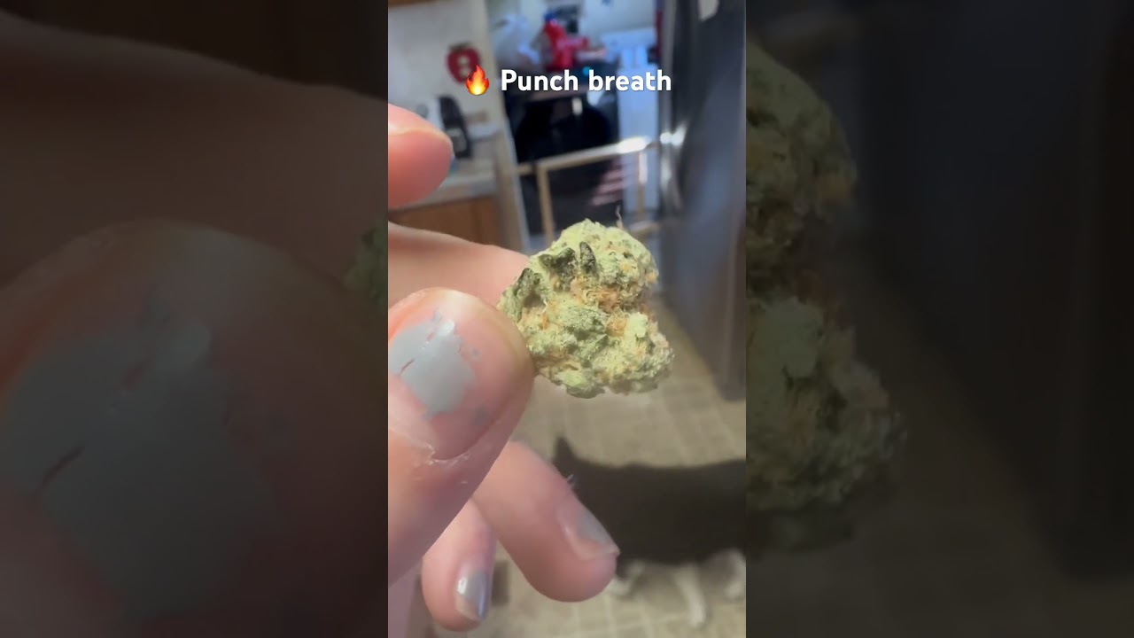 Punch Breath (20% THCA)