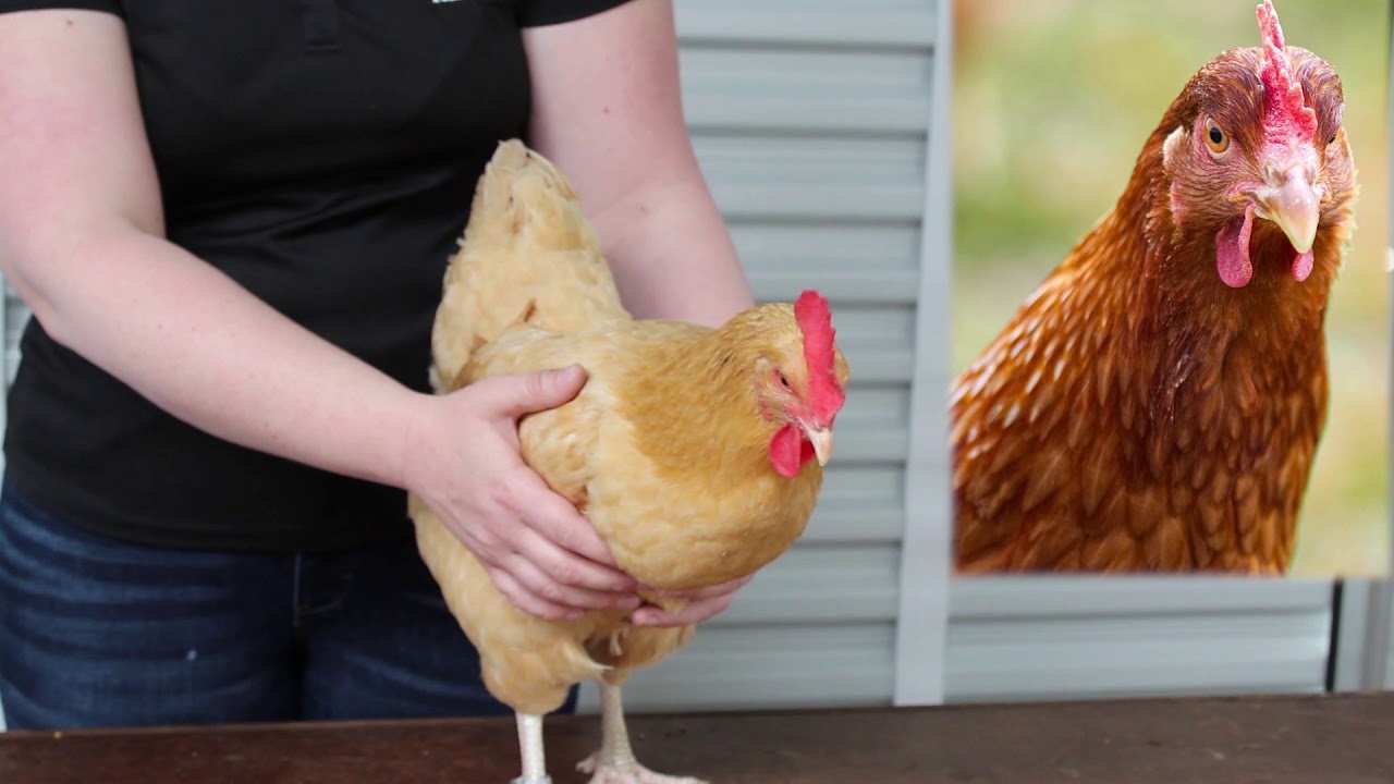 Video 7   Parts of a Chicken