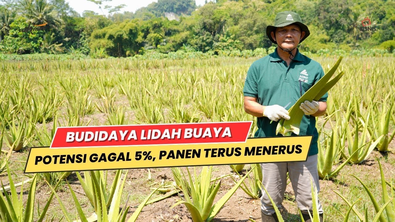 Budidaya Lidah Buaya, Potensi Gagal Cuma 5%, Bisa Panen Terus Menerus