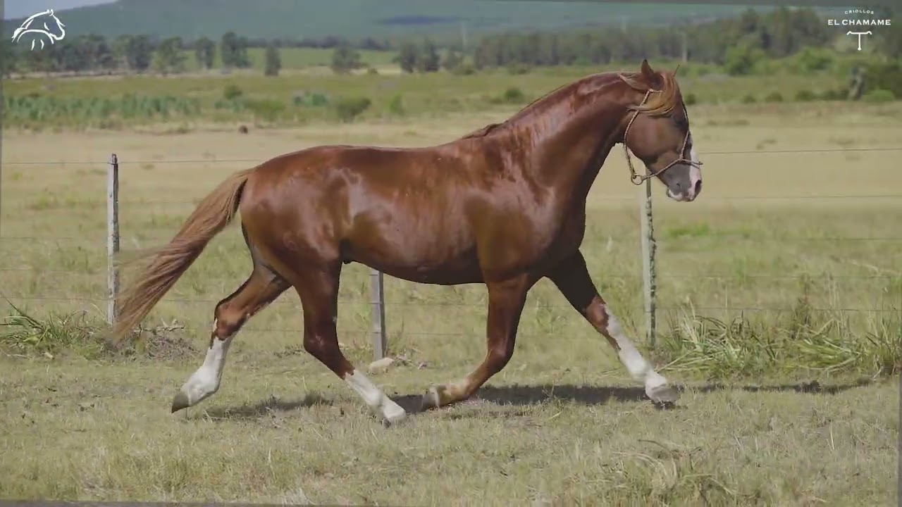 ESQUIVADO DEL CHAMAMÉ  rp  463