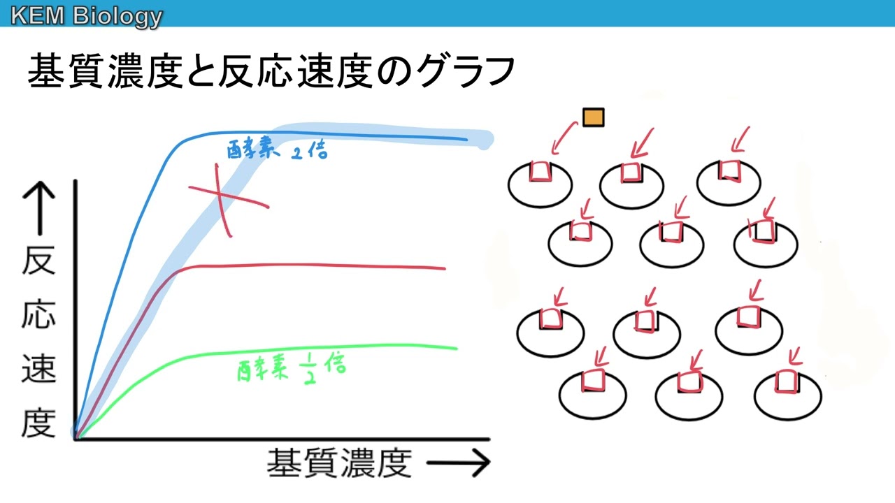 高校生物「酵素のグラフ（基質濃度と反応速度のグラフ〜酵素が２倍になったとき〜）