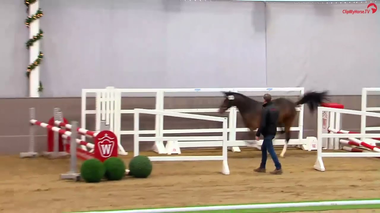 Mufasa D Westf&auml;lisches stallion licensing