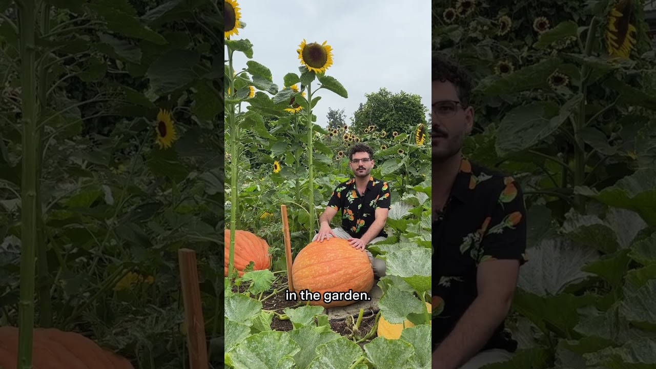 Growing Giant Pumpkins