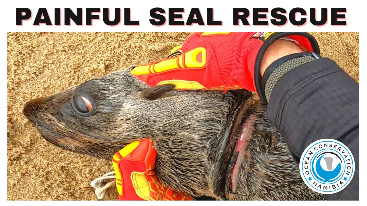 Painful Seal Rescue