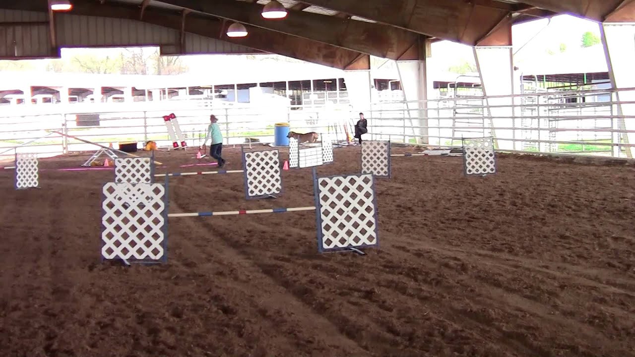 Thrive's first day at the trial....working in novice FAST