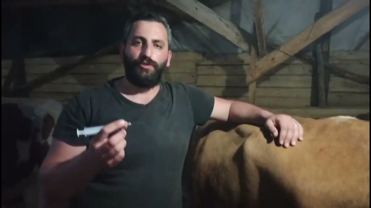İneğimin Ateşi 39 Derece! - Bir ineğin ağrısı olup olmadığını nasıl anlarız? Genç Girişimci