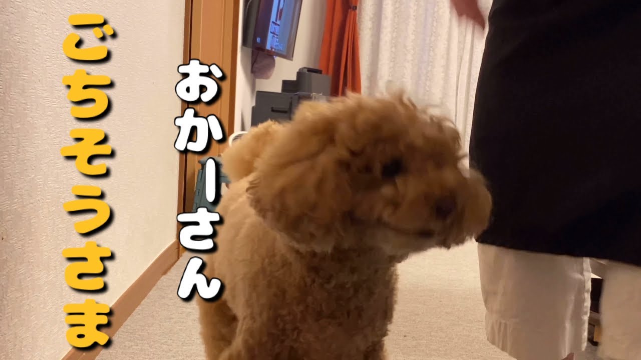 今日も健気に食事のお礼を欠かさないトイプードル