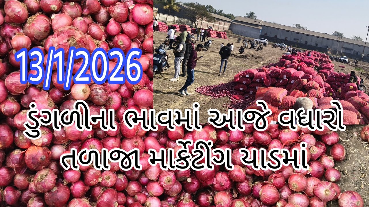 ડુંગળીના ભાવમાં આજે વધારો તળાજા માર્કેટીંગયાડમાં#Dungri  Talajamarketinglive#Dungri#Bhavnagar#taaja 