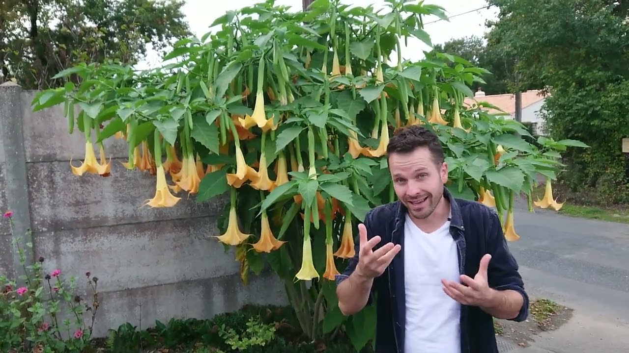 Brurgmansia (Datura) culture et bouture