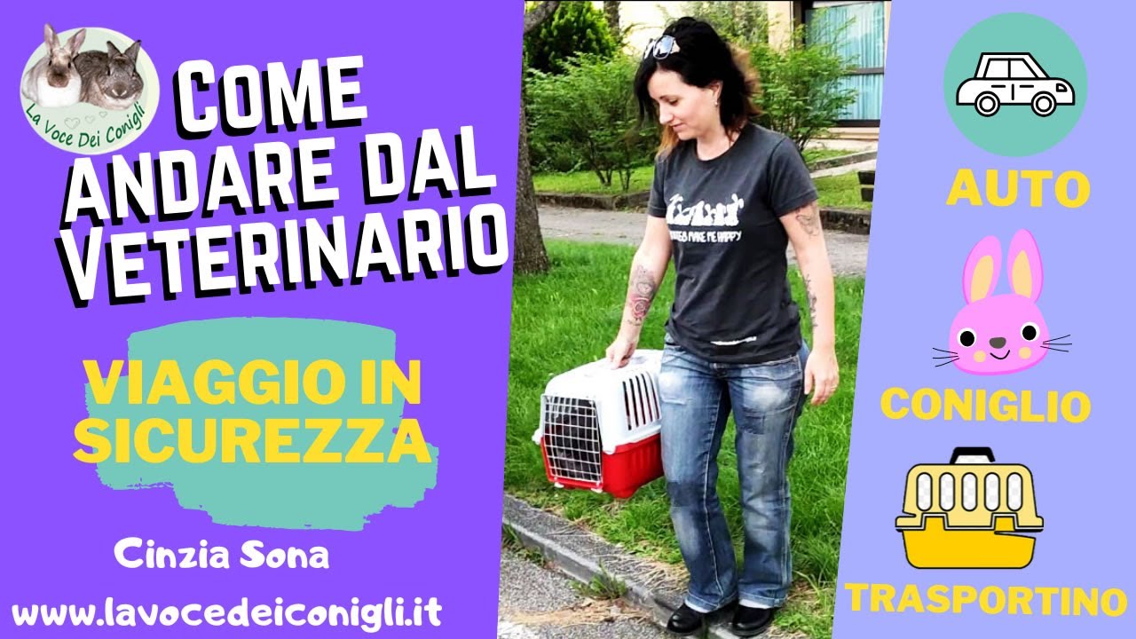 Come trasportare un coniglio (andiamo dal veterinario) #coniglio #lavocedeioconigli