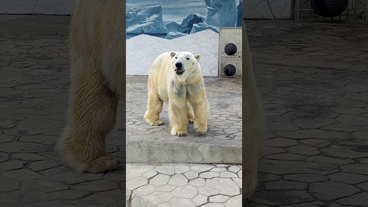 🐹белый МЕДВЕДЬ в зоопарке #shorts #animals #zoo #bear #nature