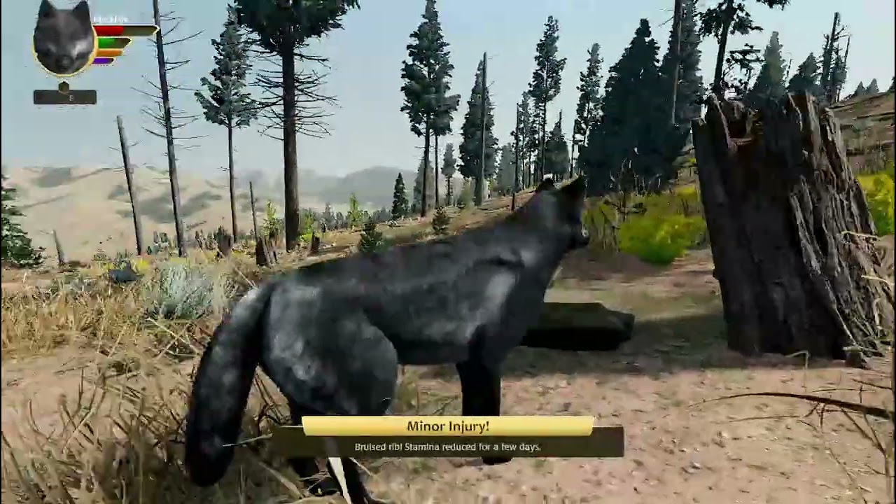 BlackFire Is On A Quest For Pups