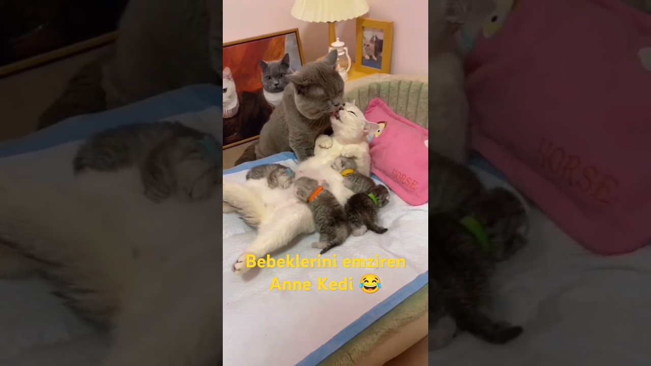 Bebeklerini emziren Anne Kedi #shorts #kedi #cat #anne #annebebek #bebek #komik #funny #funnyvideo