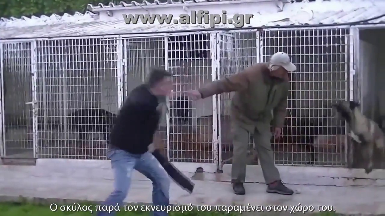 Εκπαίδευση Μαλινουά. Σωματοφύλακας και σύντροφος.Δείτε το δάγκωμα του.