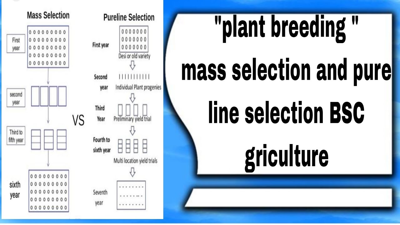 plant breeding bsc agriculture/ pure line selection and mass selection/ botany