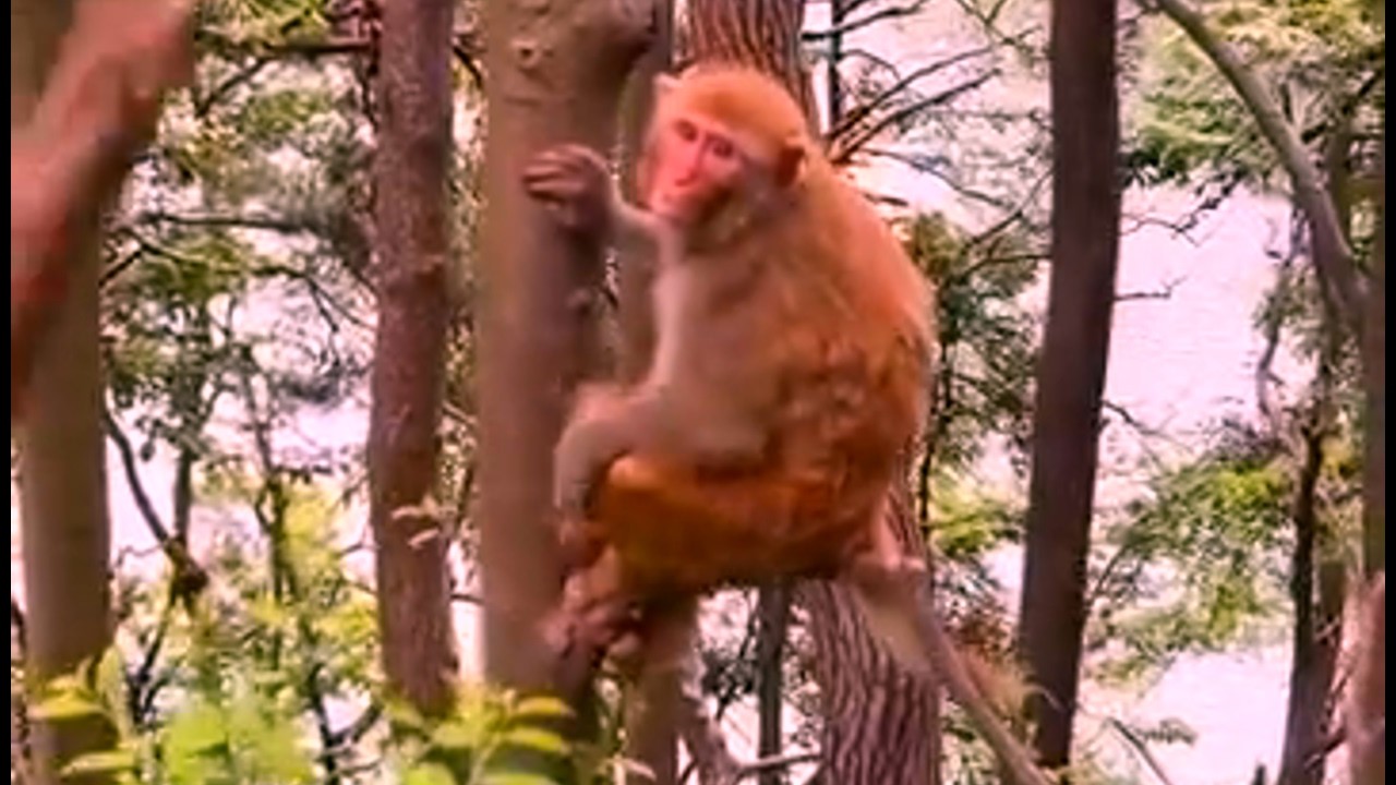 Baby monkey cries when Mom monkey rejects milk.