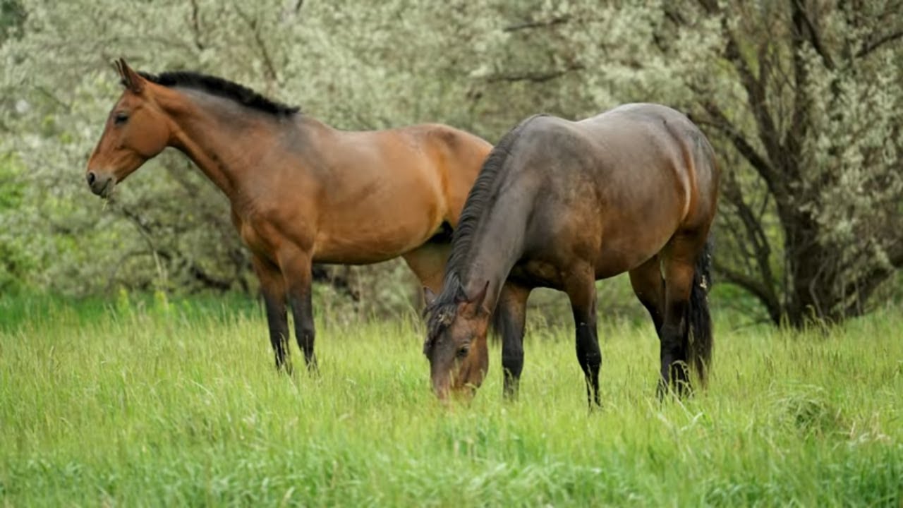 1 HOUR of Peaceful Horses Grazing in Pasture 🌿 | Relaxing Music, Meditation, Stress Relief, Calm