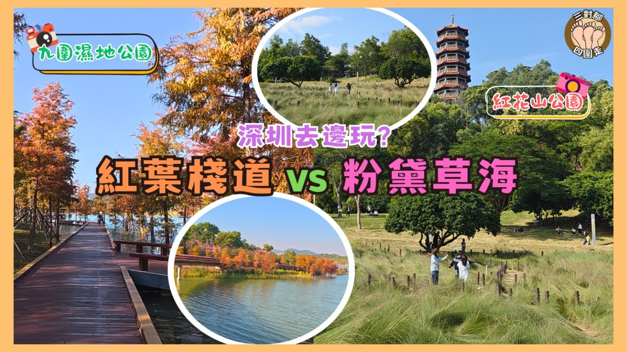 北上深圳去邊好？兩大靚景公園打卡攻略：九圍濕地紅葉棧道 vs 紅花山粉黛草海 I 交通美食全攻略