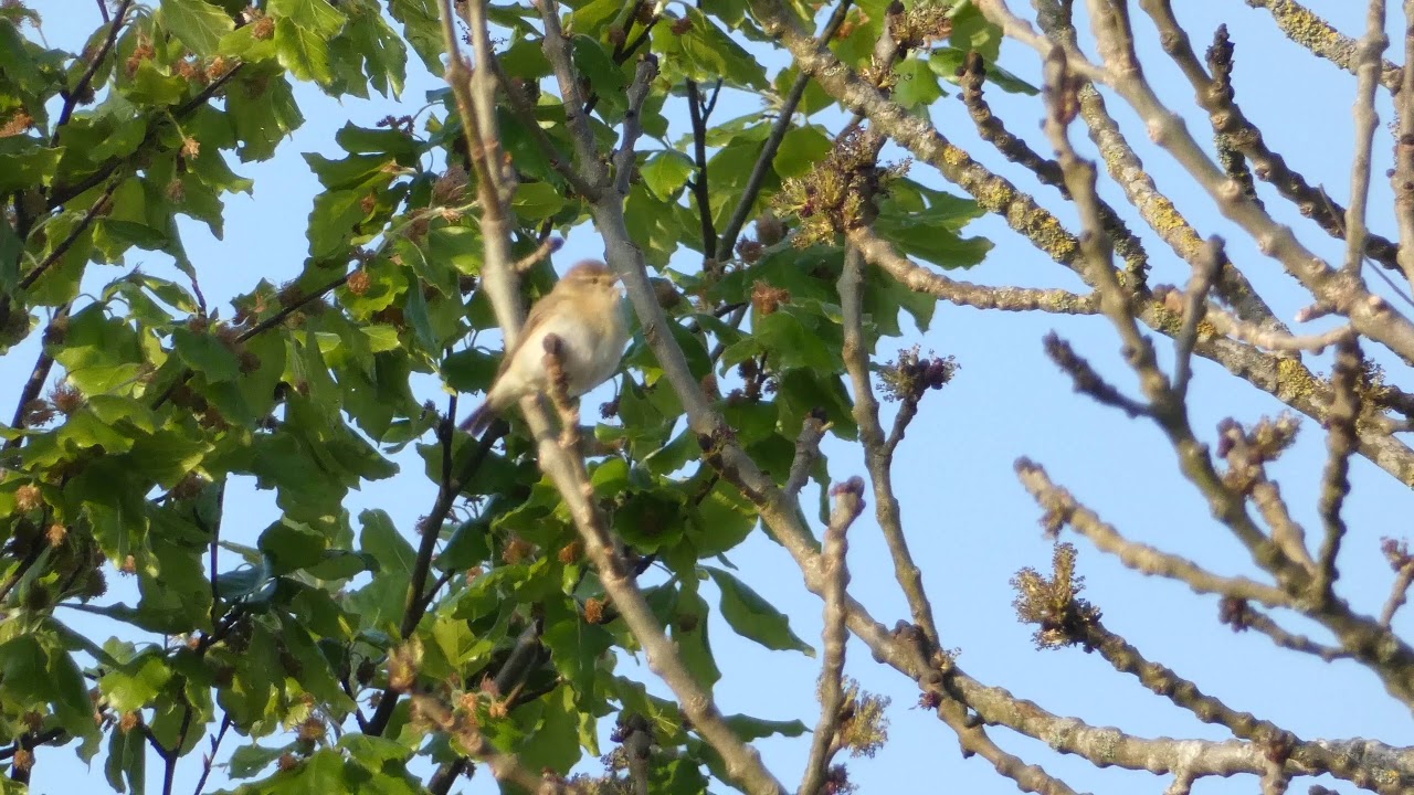 A Willow Warbler Calling