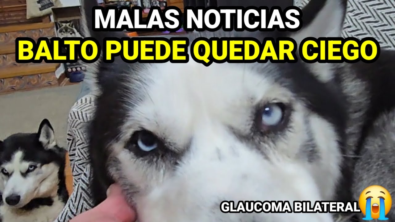 BALTO SE PUEDE QUEDAR CIEGO: El diagnóstico que lo cambia todo 😭
