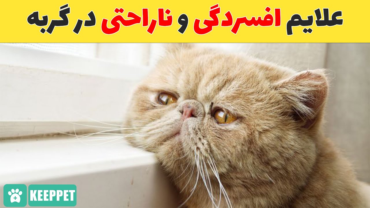 این علائم نشون میدن که گربه شما افسرده شده